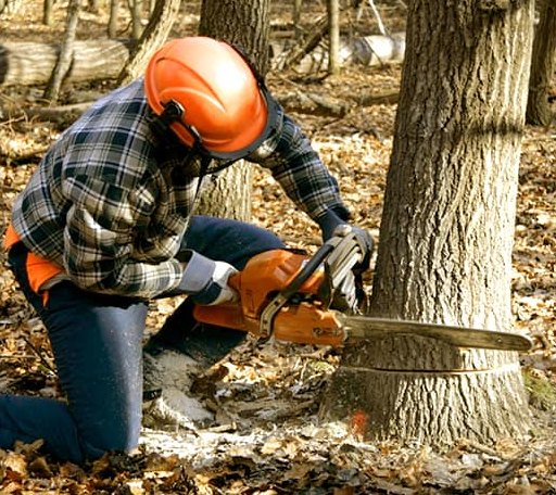 Tree Removal in Old Appleton, MO